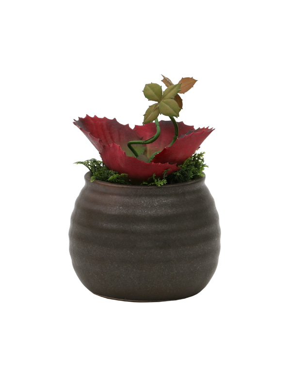 Potted Plants Exotic Red Plant Online At Best Prices In Product Img Exotic Red Potted Plant